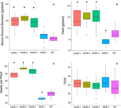 OsPSTOL but not TaPSTOL can play a role in nutrient use efficiency and works through conserved pathways in both wheat and rice